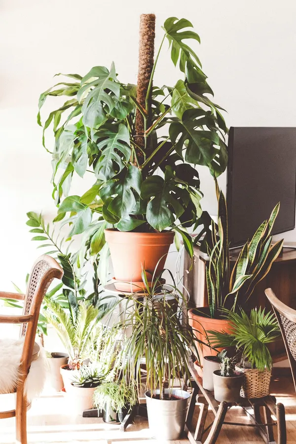 Bringing the Outdoors In: Nature-Inspired Interior DesignIllustration