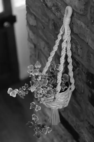 DIY Macrame Plant Hangers to Elevate Your Indoor SpacesIllustration