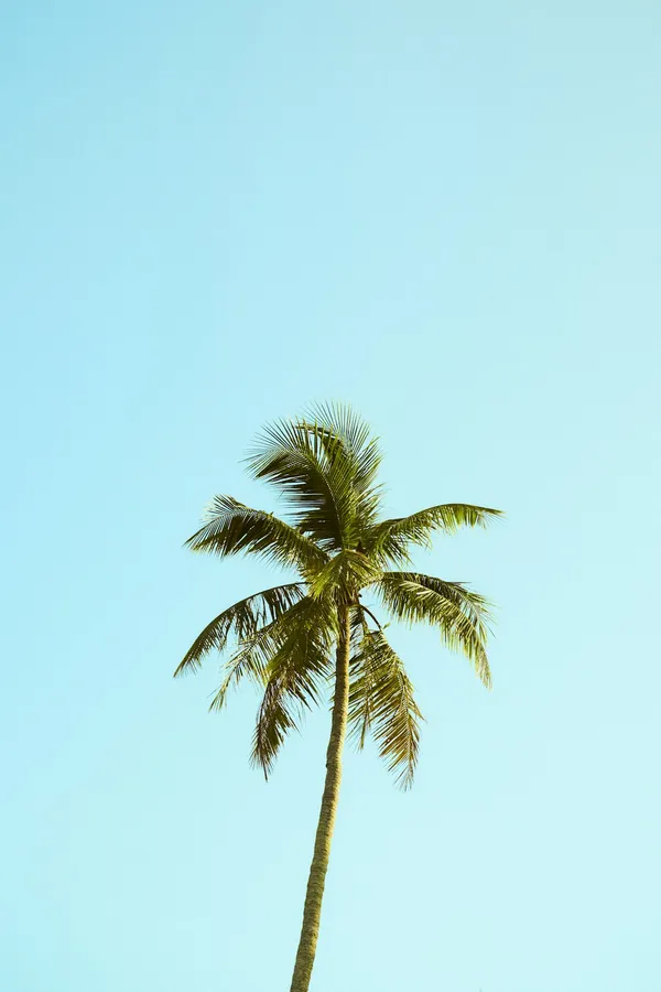 Artificial Palm Tree for DIY ProjectsIllustration