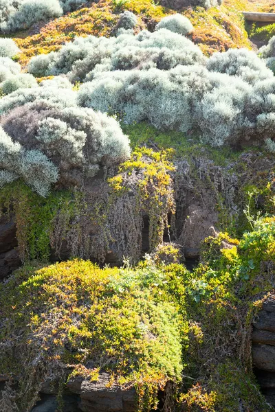 Enhancing Curb Appeal with Native Australian PlantsIllustration