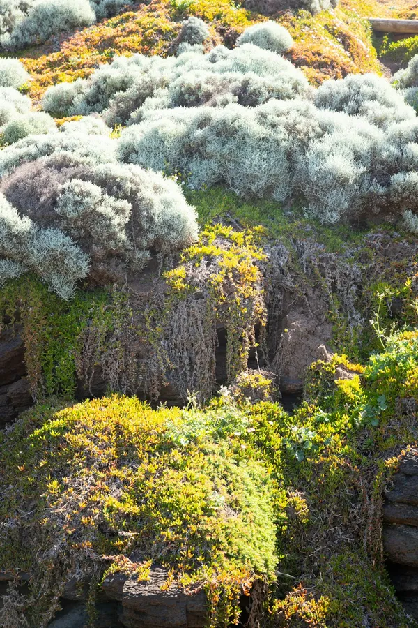 Enhancing Curb Appeal with Native Australian PlantsIllustration